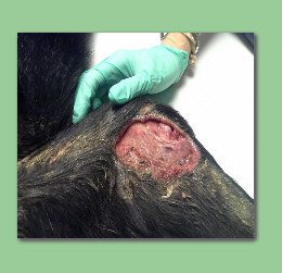 wounded dog