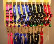 Leash and Collars