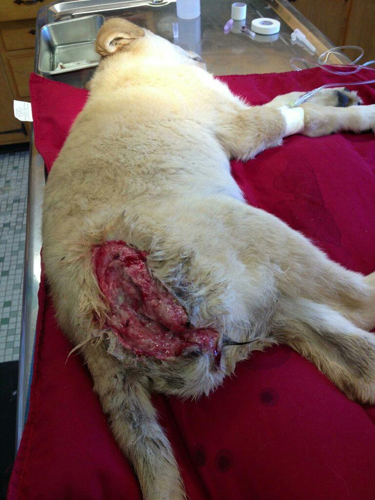 wounded dog