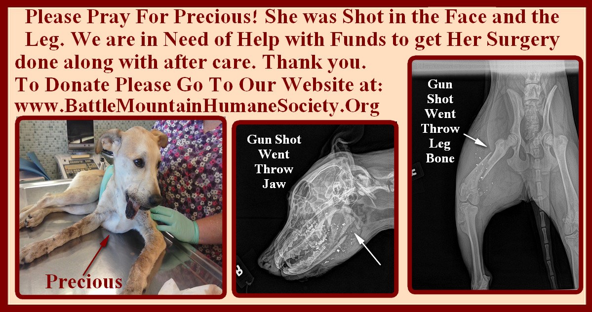 precious the dog in need of help