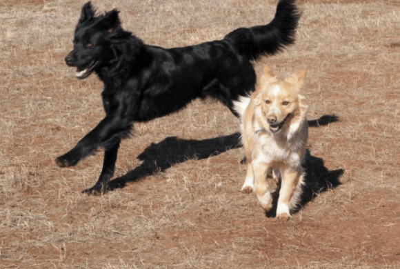 2 dogs running