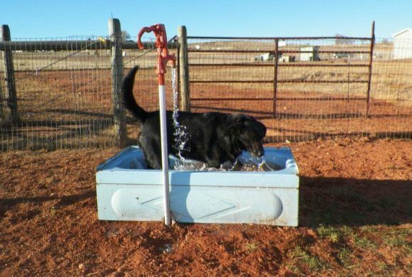 black dog taking a bath