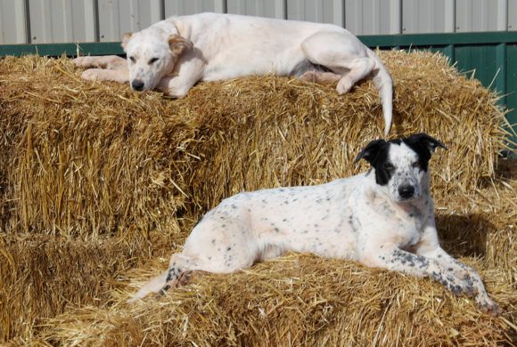 dogs resting on hay