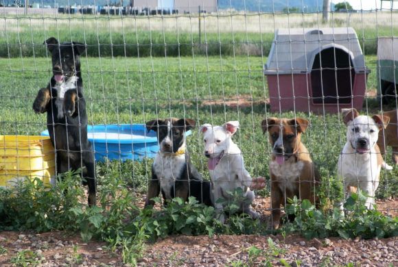 puppies watch through kennel