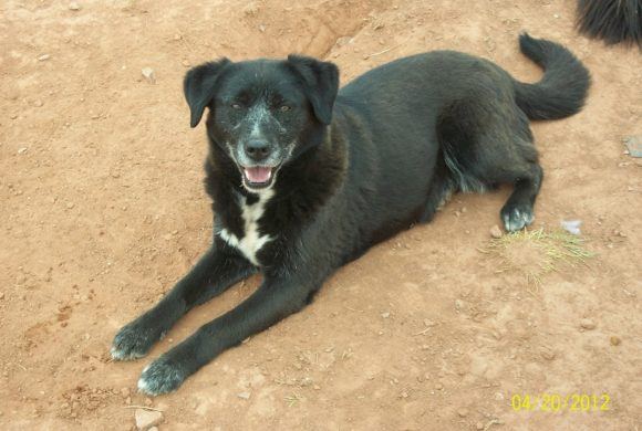 black and white dog