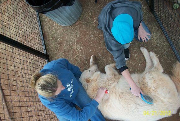 golden retriever getting brushed