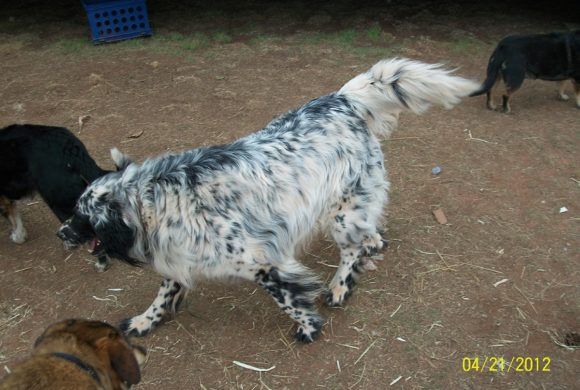 blue heeler