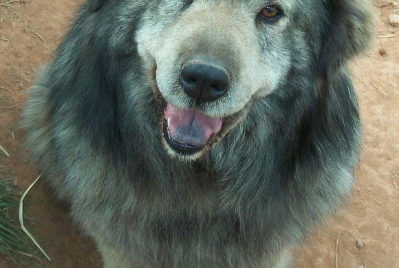 happy smiley dog