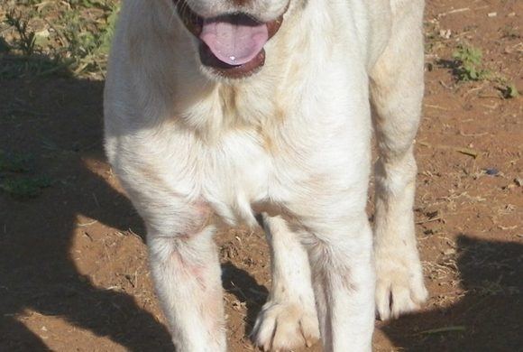 white dog with brown ear