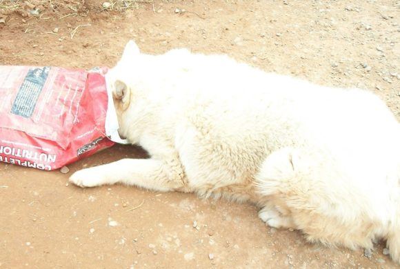 white dog with head in food sack