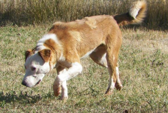 brown and white dog on the hunt