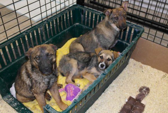 cute puppies waiting for a home