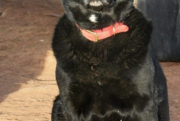 happy black lab