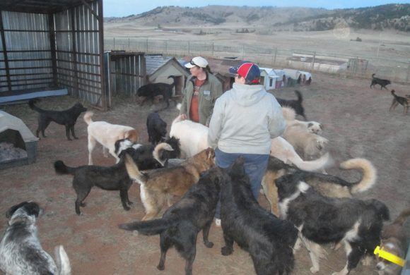 Feeding Time at Battle Mountain