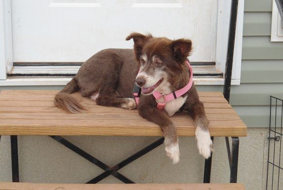 brown and white dog on picnic table