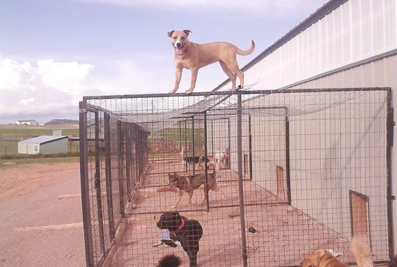 frisky dog on top of cage