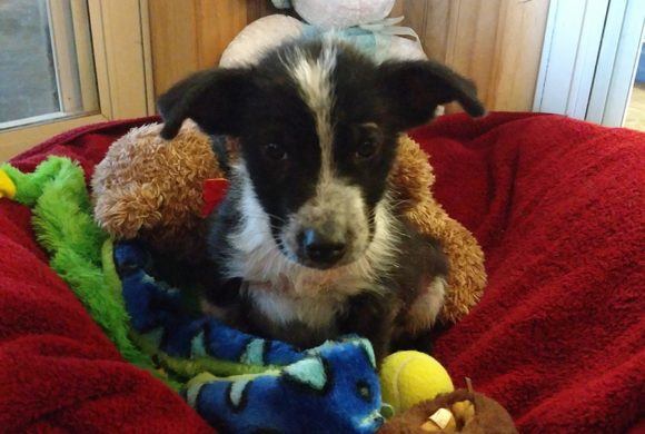 puppy surrounded by toys