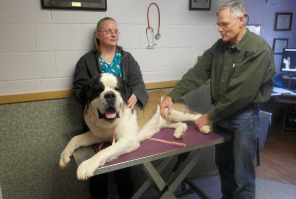 saint Bernard getting his check up