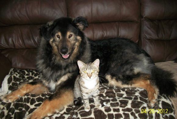 dog and cat sitting together on couch