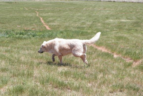 white dog searching for something