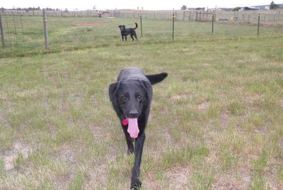 black puppy looking for love