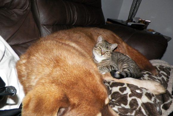 dog and cat sleeping together