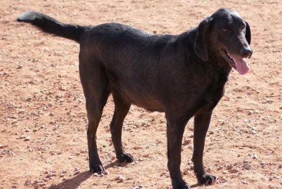 brown Labrador