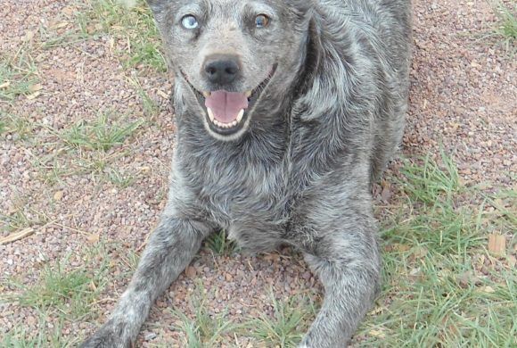 grey puppy with multi-colored eyes