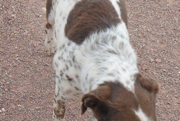 brown and white speckled dog