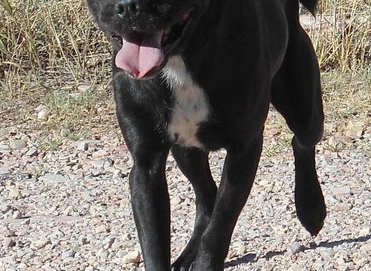 black and white dog