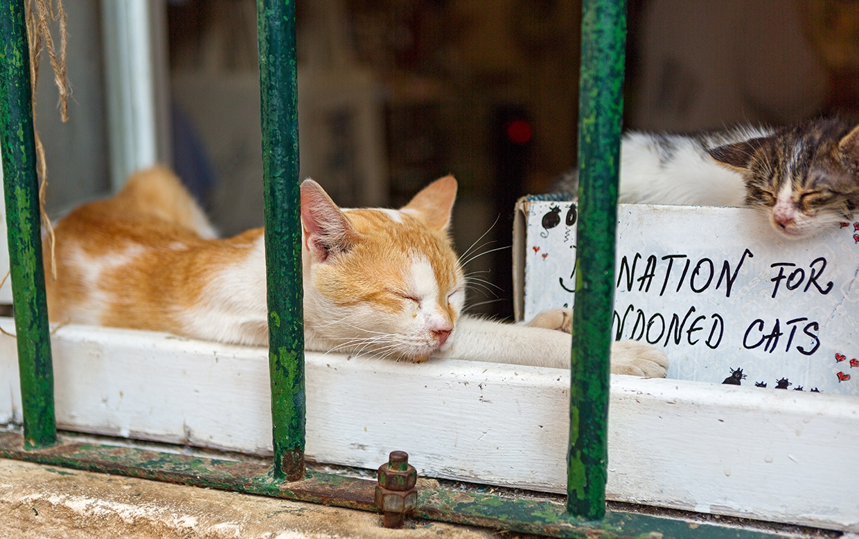 donations for abandon cats