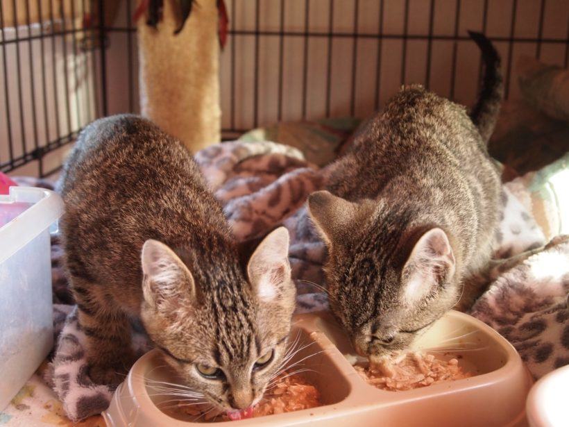 Tiger Twins